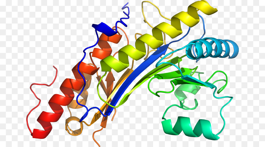 Structure Des Protéines，Biologie PNG