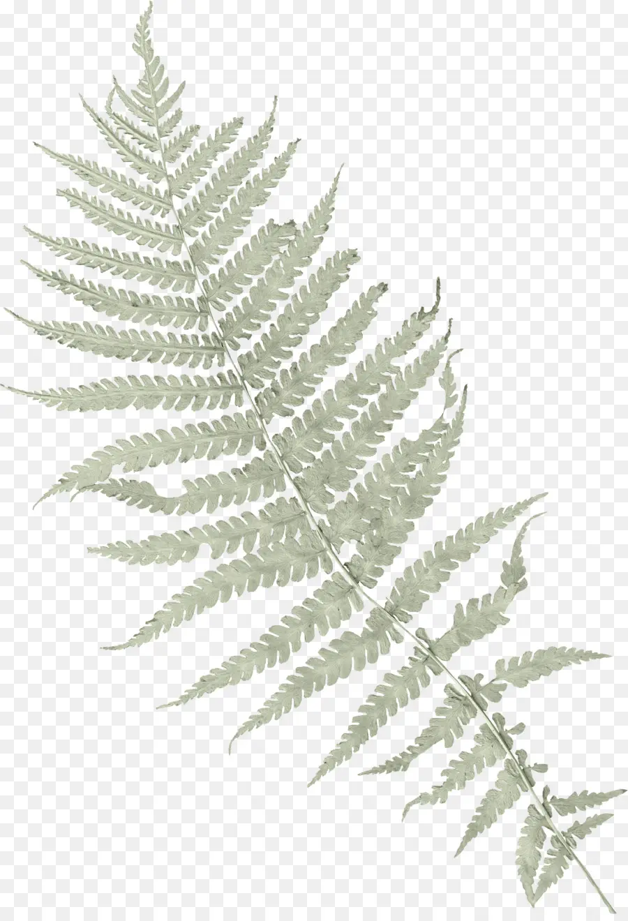 Fougère Verte，Feuille PNG