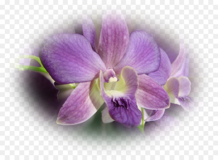 Teigne Des Orchidées，Dendrobium PNG