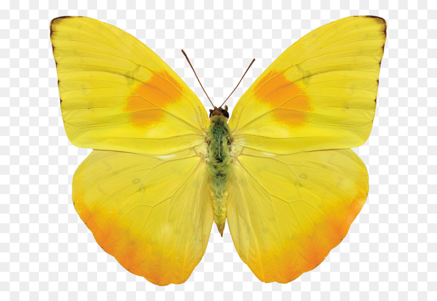 Papillon Jaune，Nature PNG