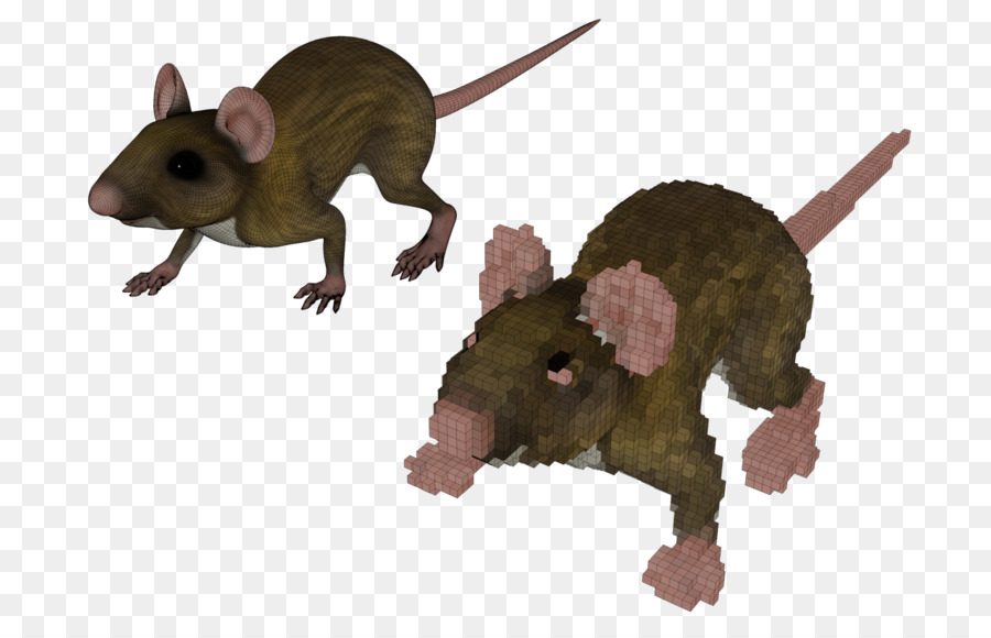 Souris，Marsupial PNG