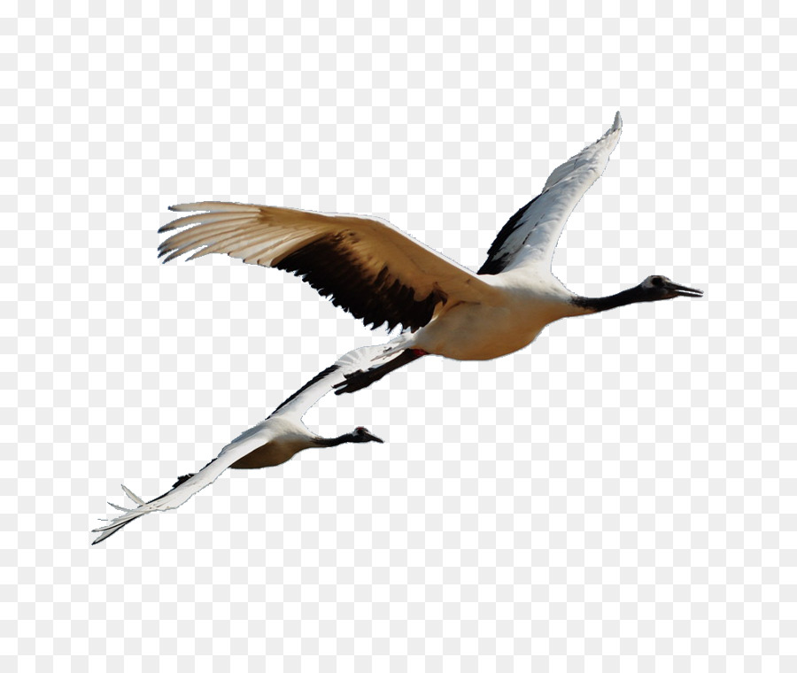 oiseau gris grue couronnee redcrowned grue png oiseau gris grue couronnee redcrowned grue transparentes png gratuit freepng