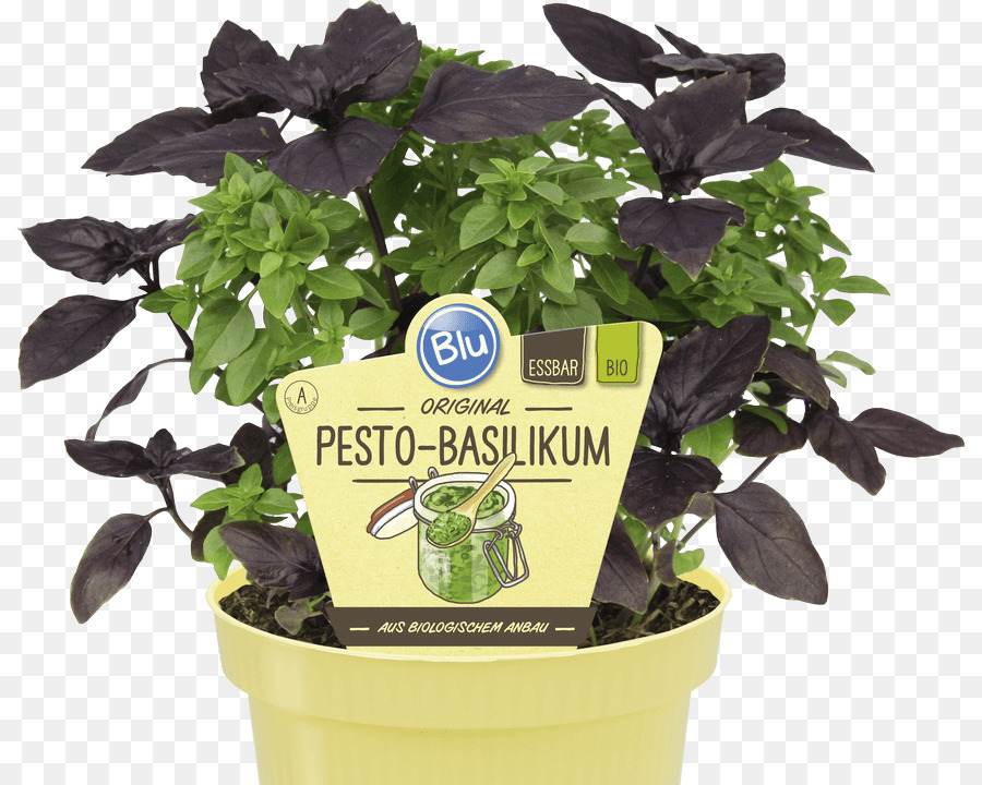 Basilic，Pesto PNG