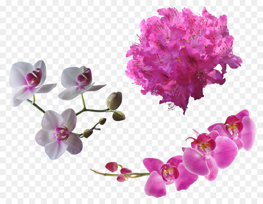 Orchidée Rose，Floraison PNG