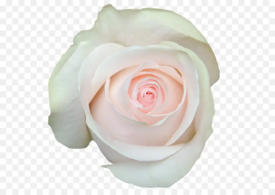 Rose Rose，Floraison PNG