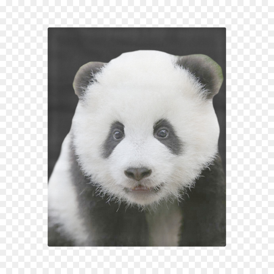 Panda Géant，L Ipad Mini 2 PNG