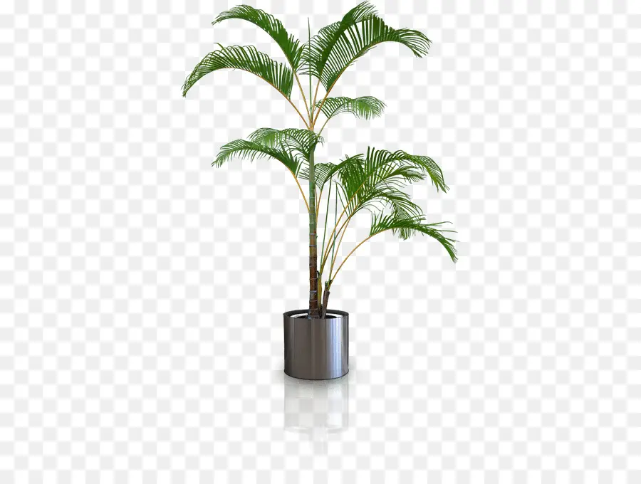 Plante，Silhouette PNG