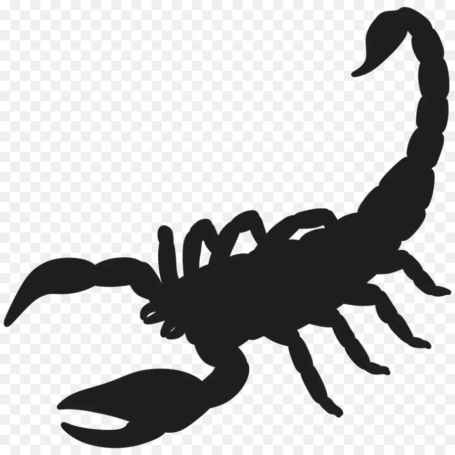 Scorpion，Silhouette PNG