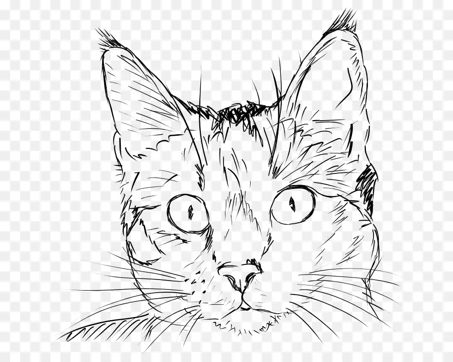 Croquis De Chat，Chat PNG