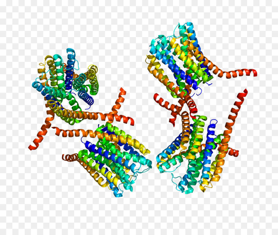 Leucotriène C4 Synthase，Des Leucotriènes PNG