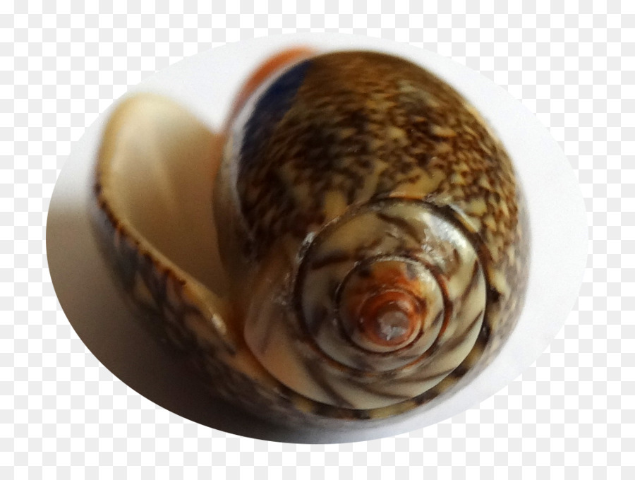 Escargot，Palourde PNG