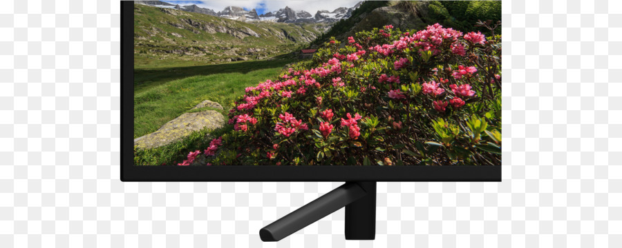 Bravia，Téléviseur PNG