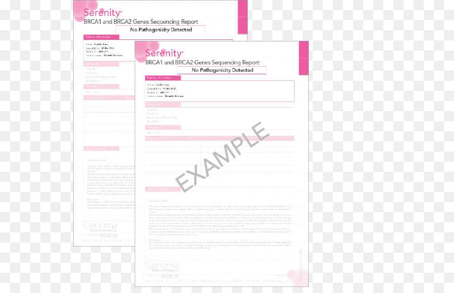 Document，Rose M PNG