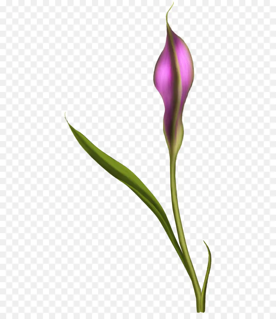 Fleur，Usine PNG