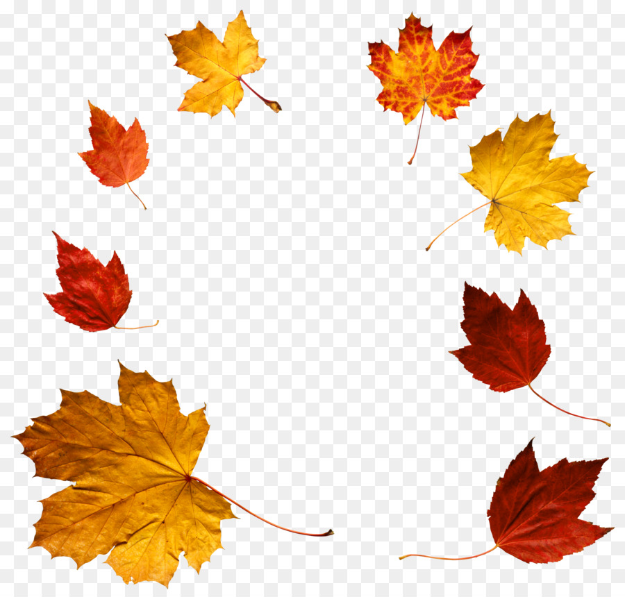 Feuilles D'automne，Automne PNG