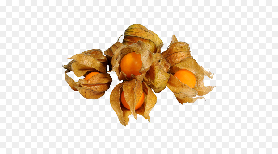 Physalis，Orange PNG