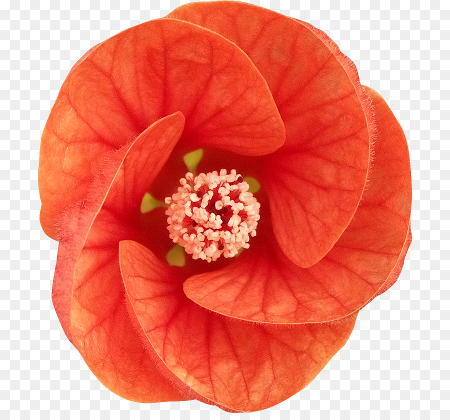 Hibiscus，Fleur PNG
