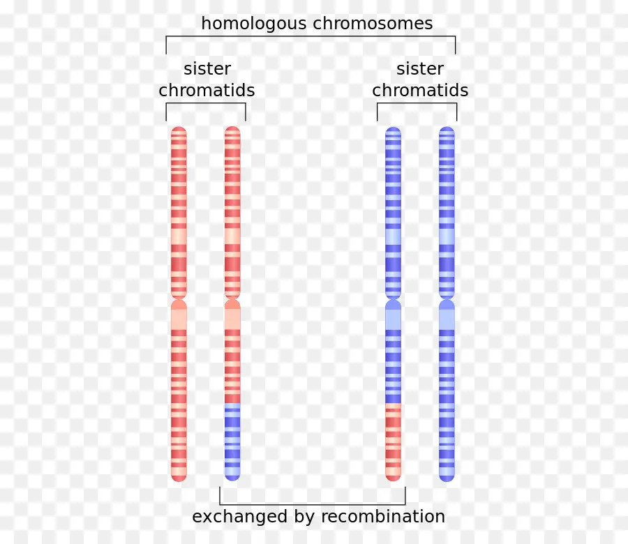 Chromosomes Homologues，Chromatides PNG