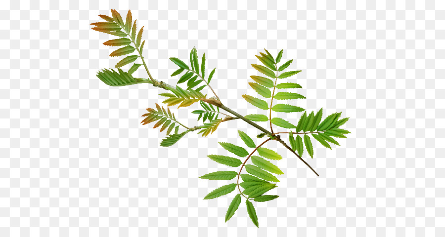 Branche Verte，Feuilles PNG