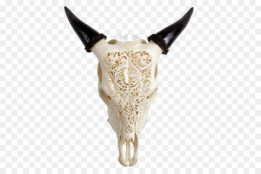 Crâne Sculpté，Os PNG