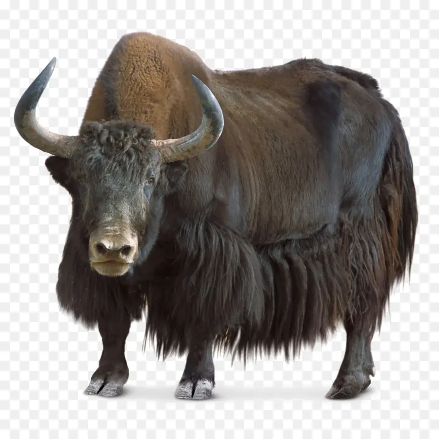 Yak，Mammifère PNG