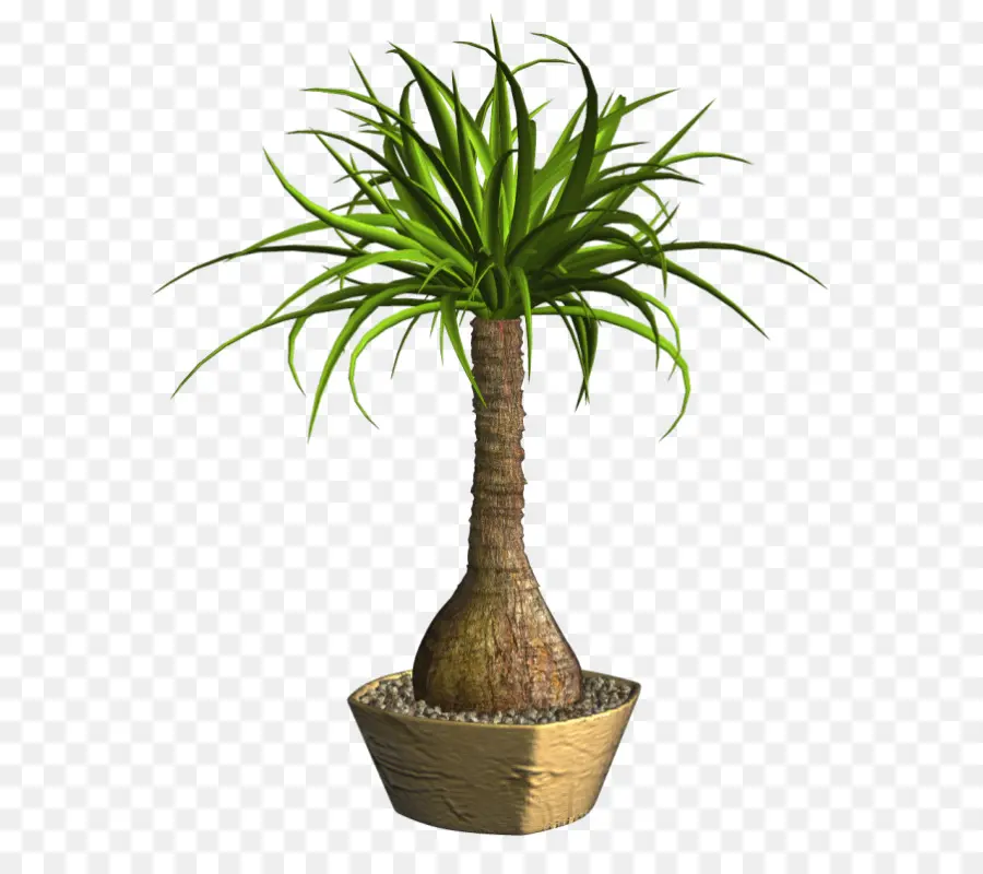 Plante Verte En Pot，Feuilles PNG