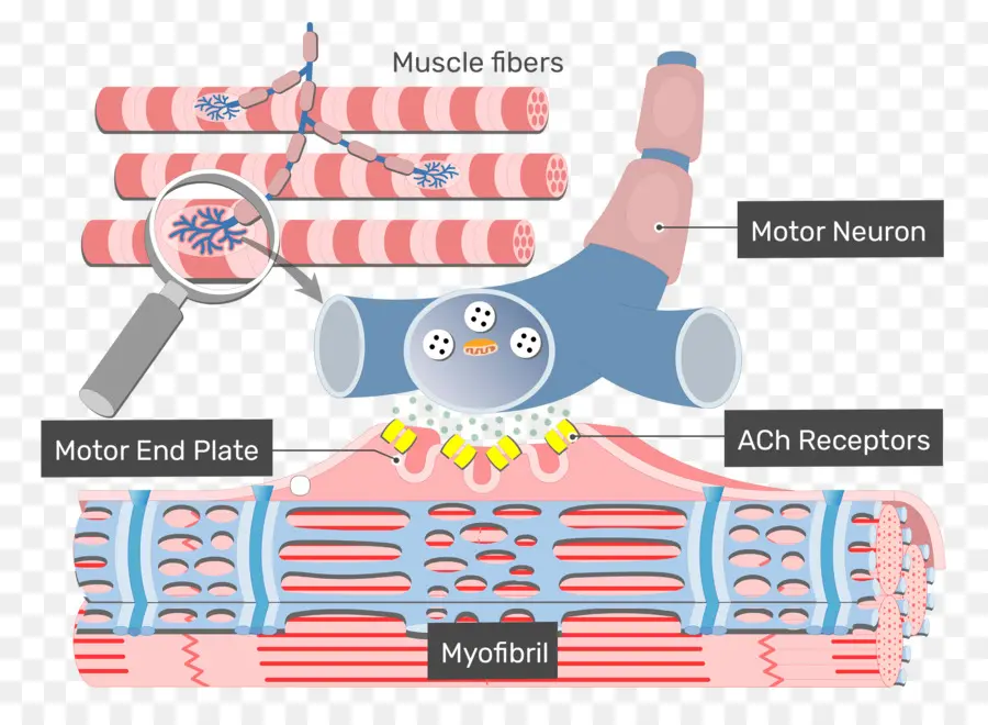 Fibres Musculaires，Motoneurone PNG