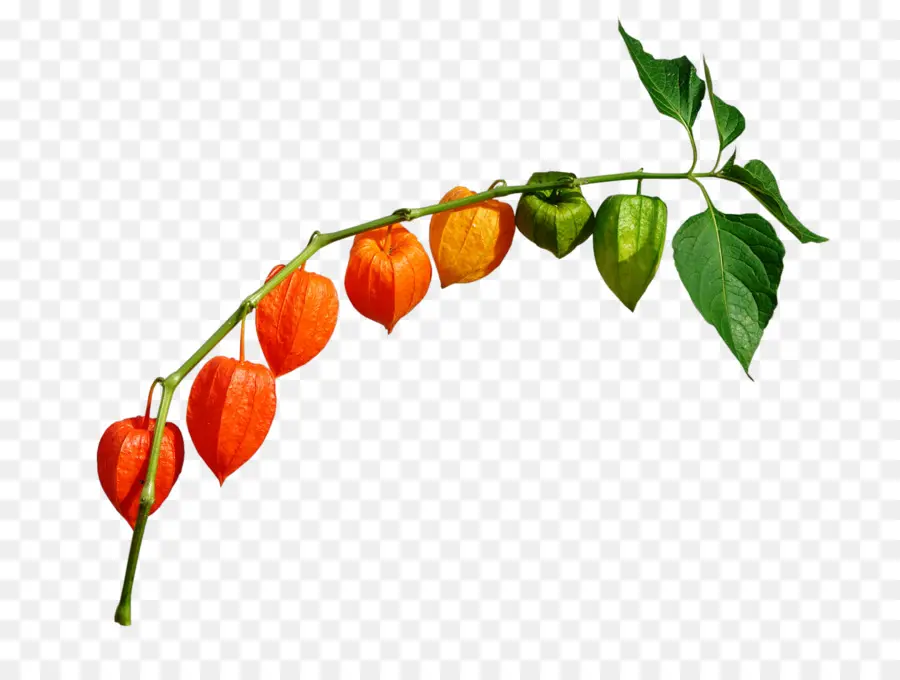 Branche Physalis，Feuilles PNG