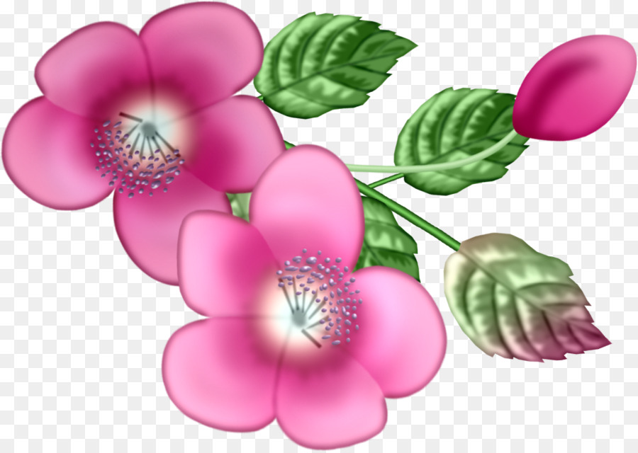 Fleurs Roses，Rose PNG