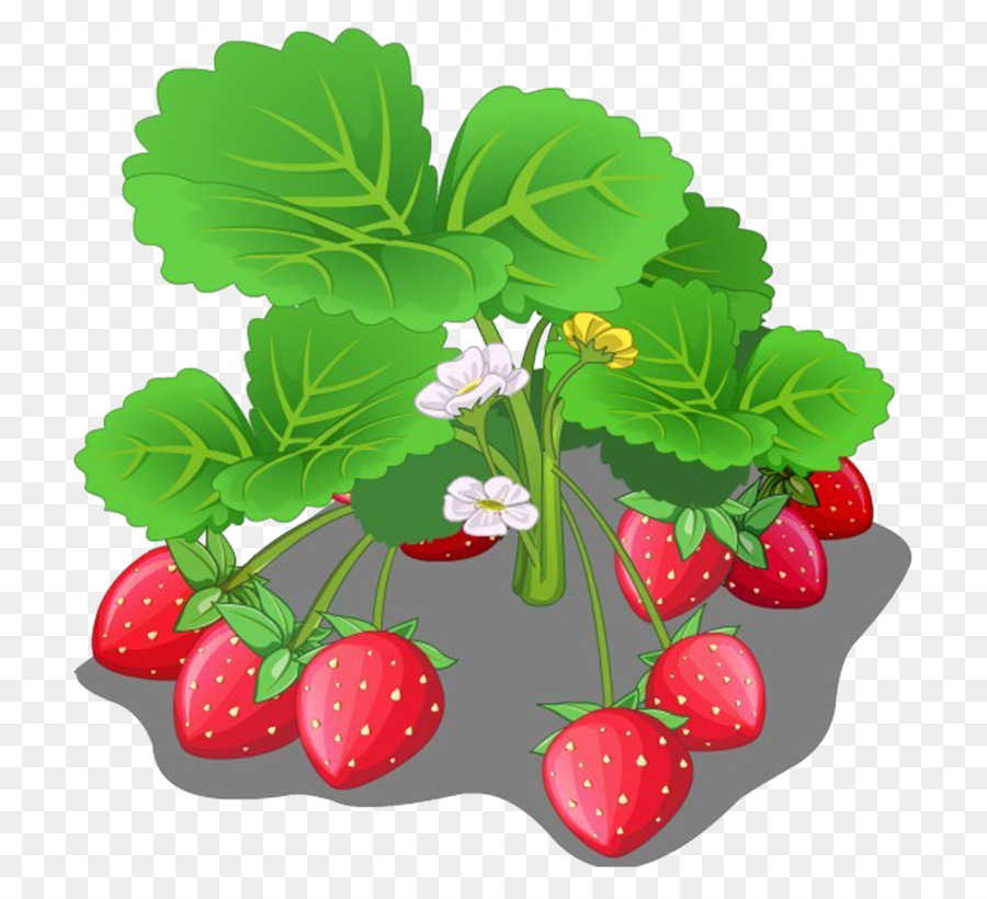 Fraise，Fruit PNG