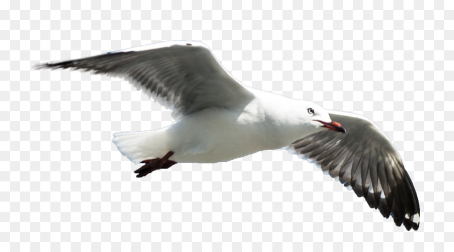 Grand Blackbacked Mouette，Les Mouettes PNG