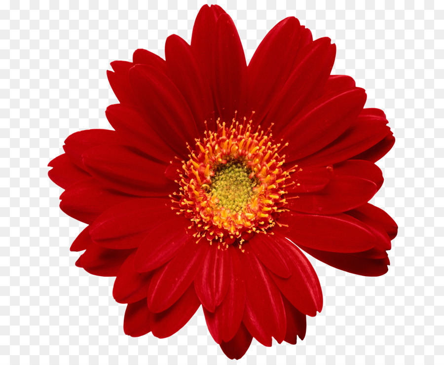 Fleur Rouge，Fleur PNG