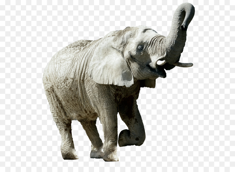 Éléphant，Statue PNG