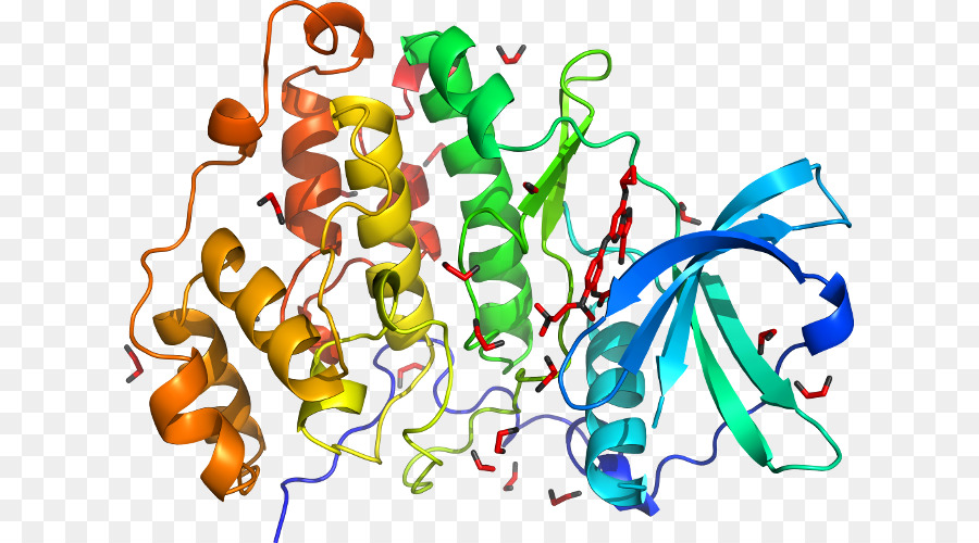 Structure Des Protéines，Biologie PNG