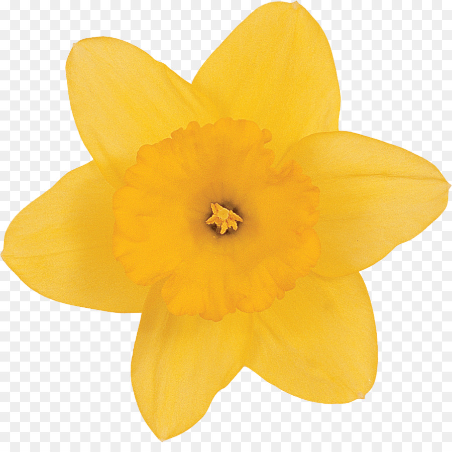 Narcisse，Fleur PNG