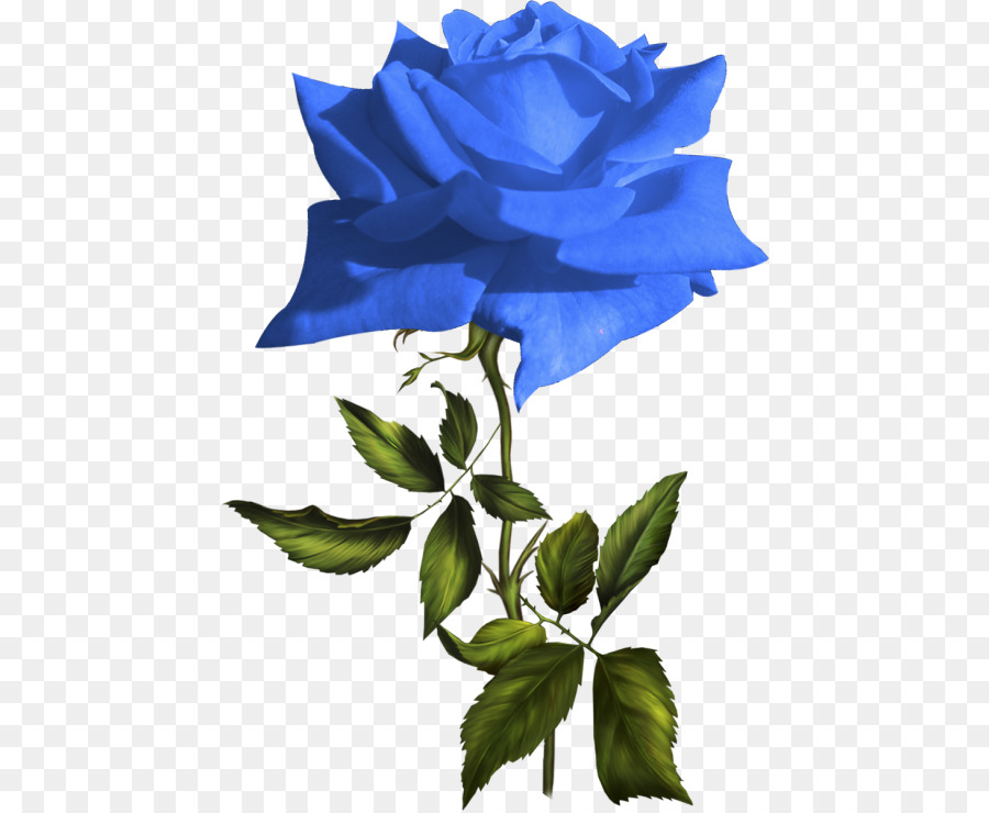 Rose Bleue，Les Roses De Jardin PNG