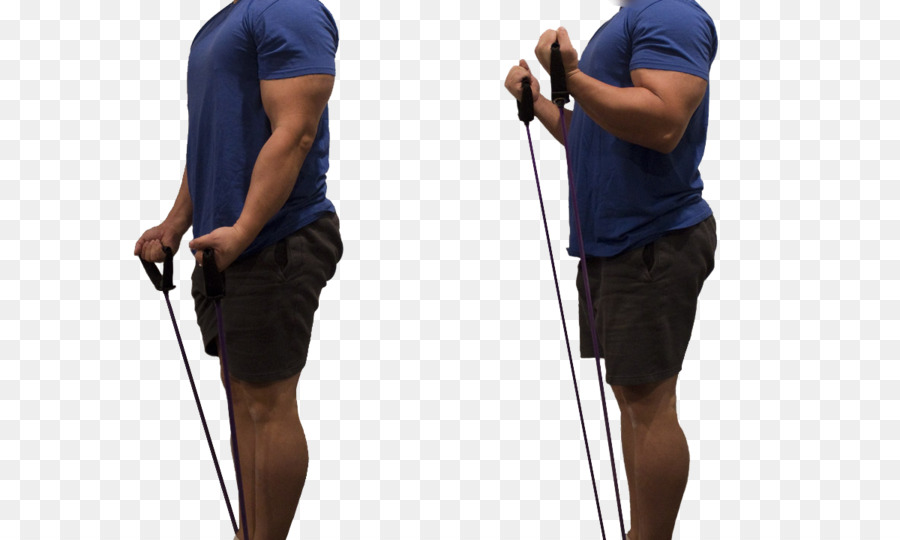 L épaule，Biceps Curl PNG