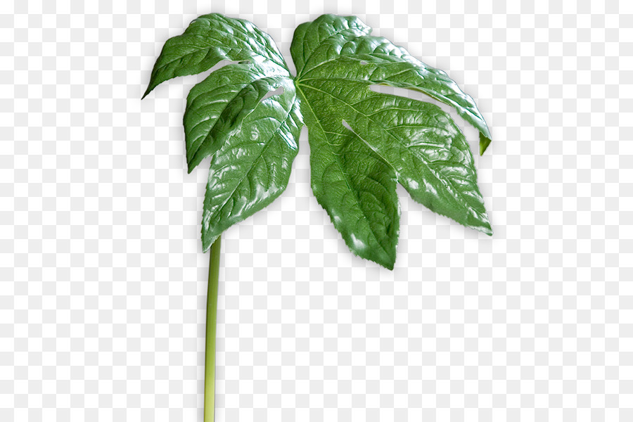 Plante Verte，Feuilles PNG