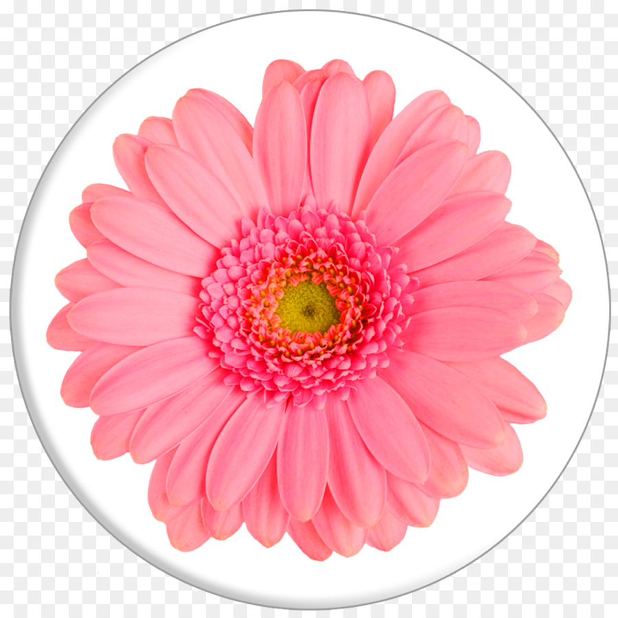 Fleur，Rose PNG