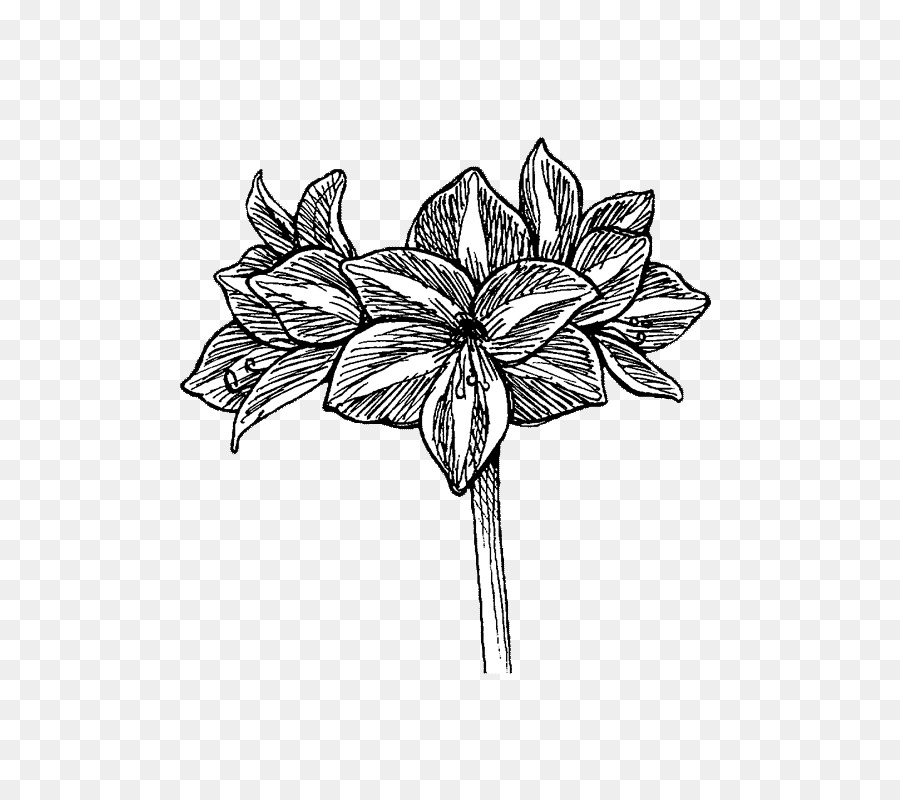 Fleur，Floraison PNG