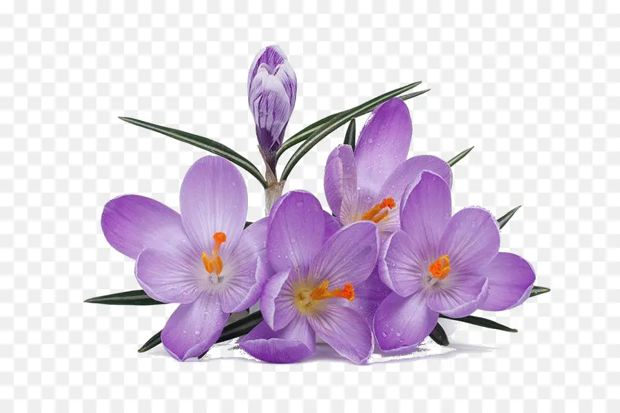 Crocus，Safran PNG