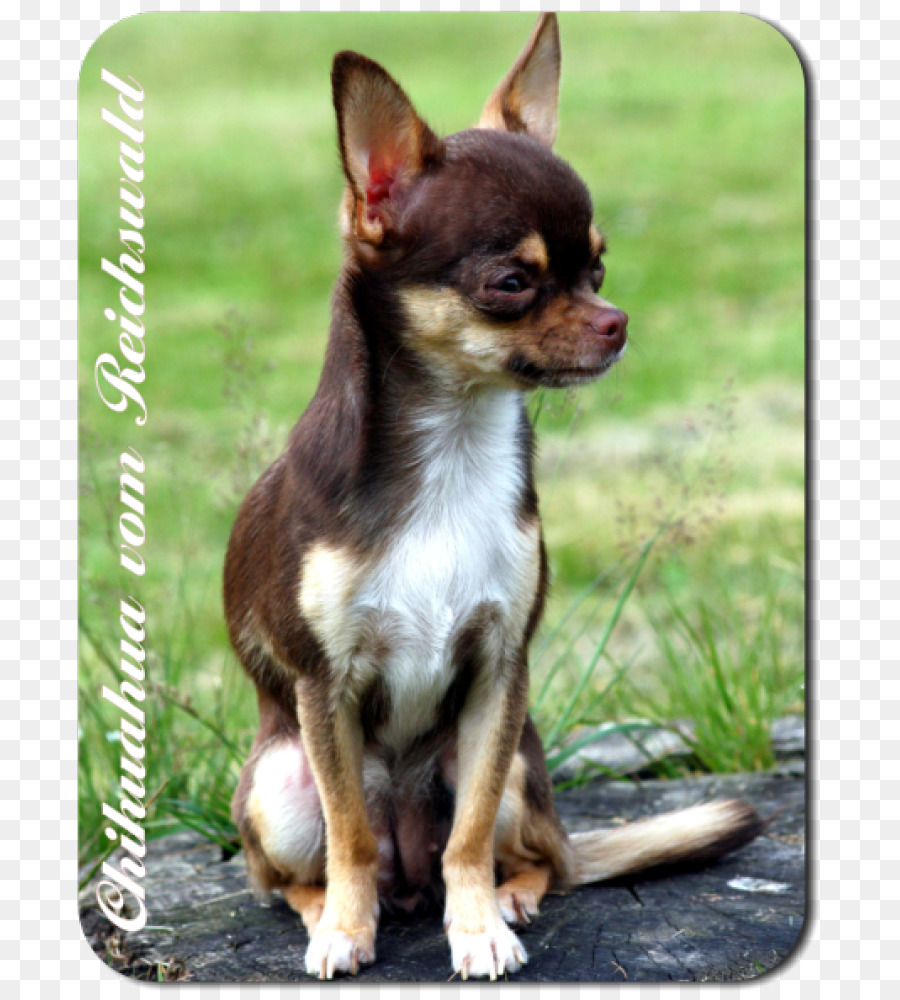 Chihuahua，Chien PNG