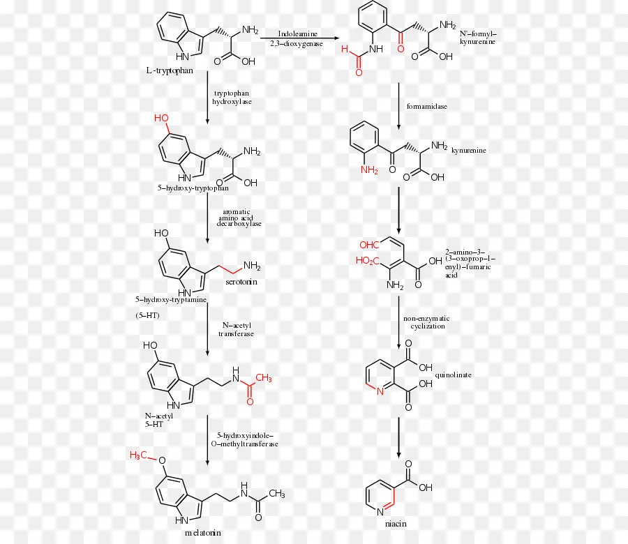 Structure Chimique，Molécule PNG