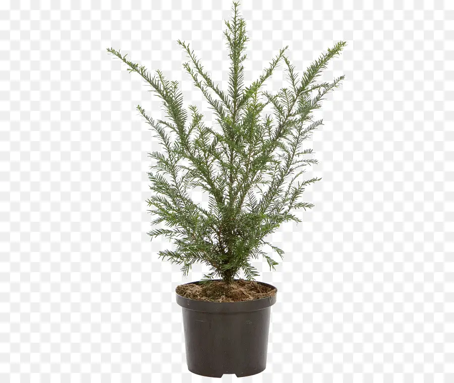 L If，Evergreen PNG
