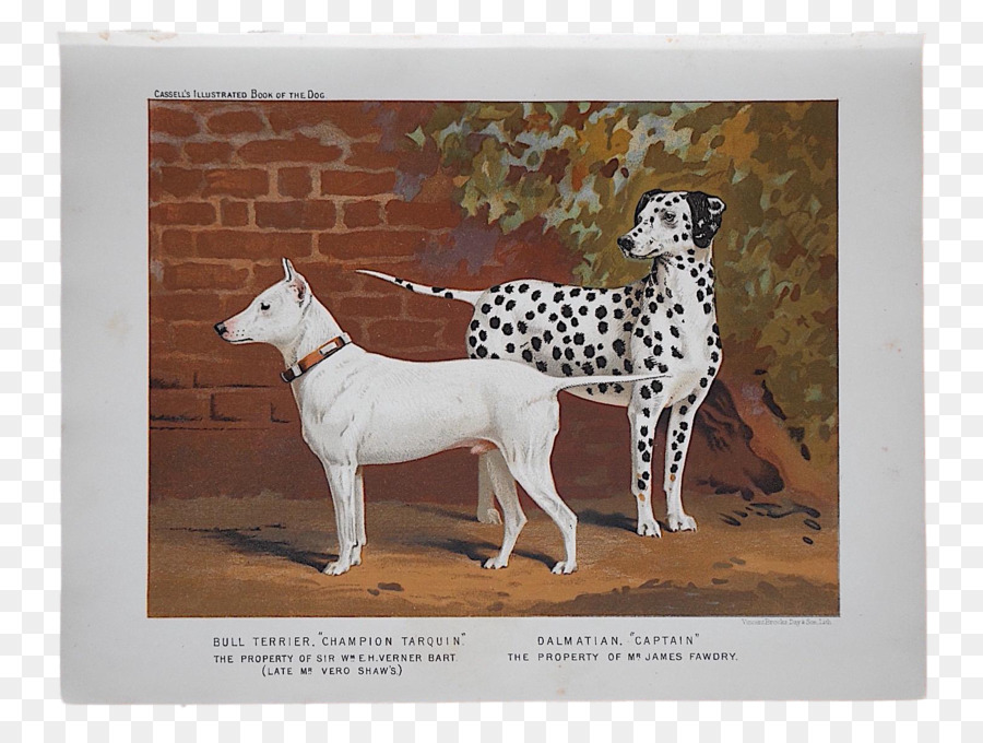 Dalmatien Chien，Bull Terrier PNG