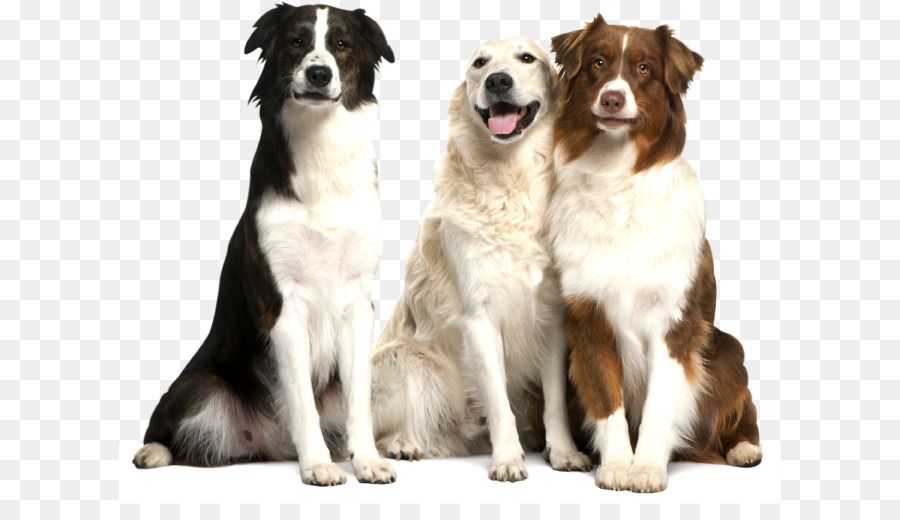 Trois Chiens，Animaux De Compagnie PNG