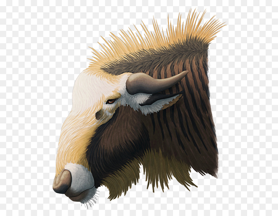 Tête D'animal，Illustration PNG