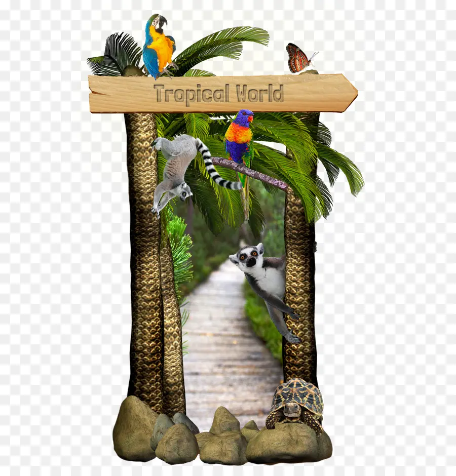 Cadre Tropical，Animaux PNG