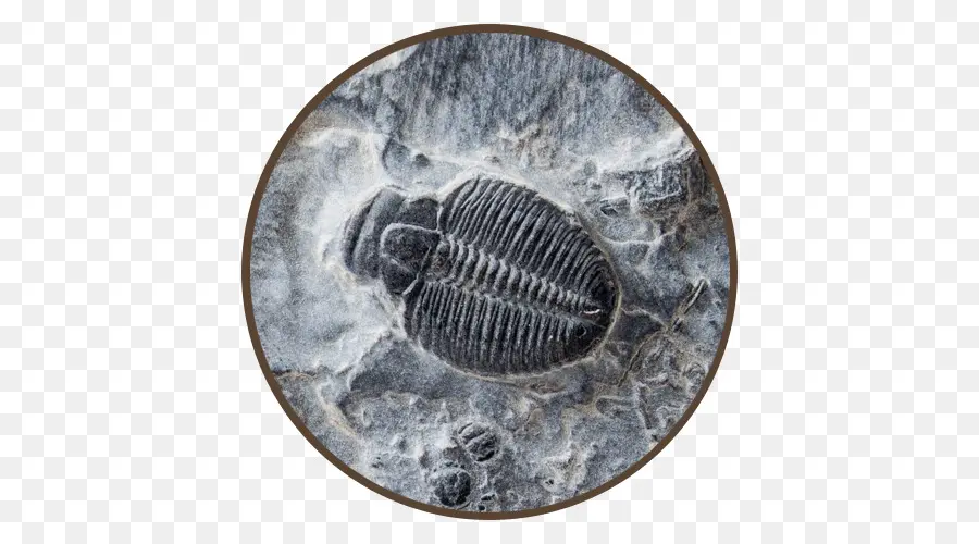 Fossiles，Dent De Requin PNG