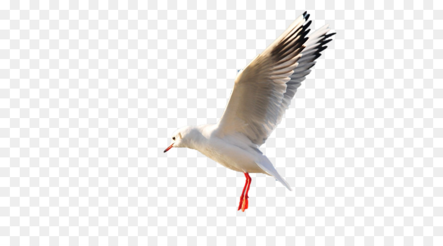 Mouette，Vol PNG